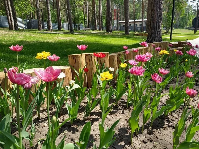 Клумба с тюльпанами