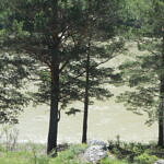 Участок у реки Катунь в Чемале, фото 6